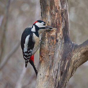 Besucher im Garten