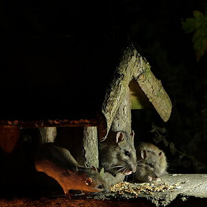 nächtlicher Besuch