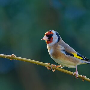 Bei uns im Garten 1    (Distelfink-Stieglitz)