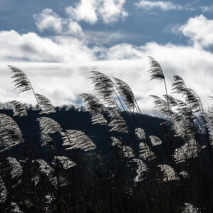 Schilf im Wind