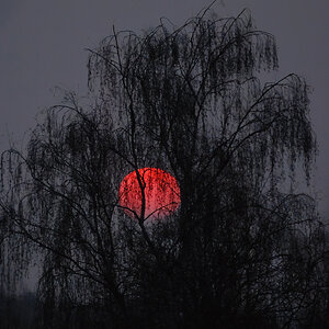 Baum ohne Misteln