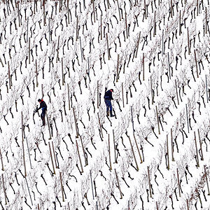 Winter im Wengert