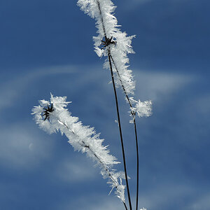 Eisblumen