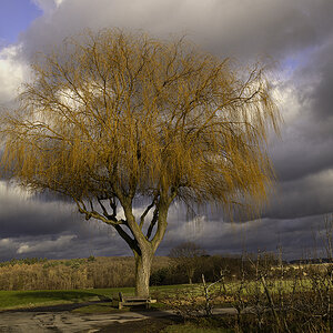 Baum - Januar 2025