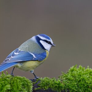 Farbenfroh reduziert