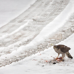 Bussard oder Habicht