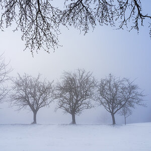 alter Obstgarten im Winter