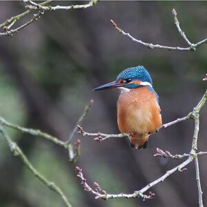 Eisvogel auf seinem Ansitz