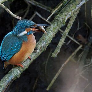 Eisvogel nach erfolgreicher Jagd