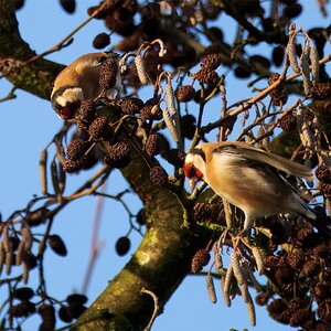 Distelfinken auf Futtersuche