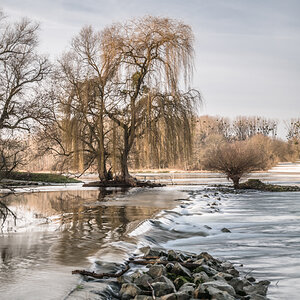 Trauerweiden am Rhein.jpg