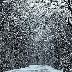 Kahle Bäume im Schnee.