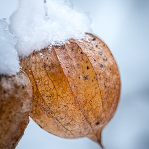 Physalis im Schnee