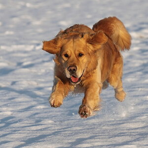 Schneehund