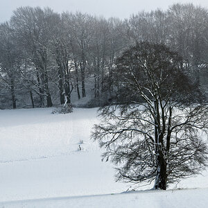 Lieblingsbaum Januar