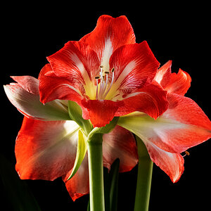 Amaryllis