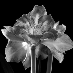 Amaryllis (2)