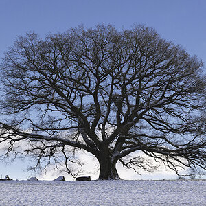 DER Baum