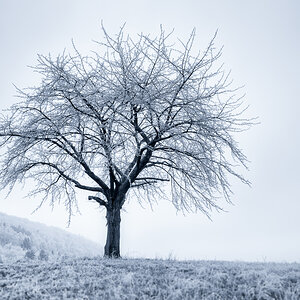 Baum mit Raureif