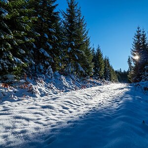 Den Wildspuren entlang