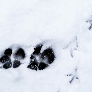 Spuren im Schnee