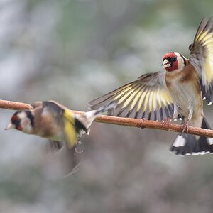 Bei uns im Garten - "Hau ab" !!!