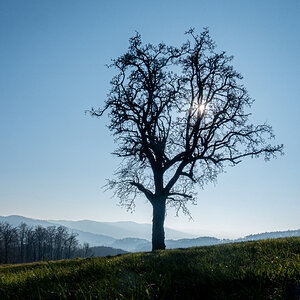 Baum im Odenwald