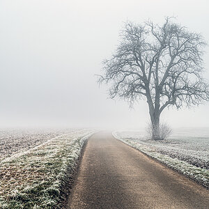 Birnbaum im Nebel