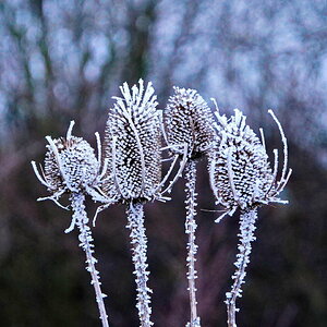 Eisblumen