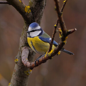 Blaumeise (Cyanistes caeruleus)