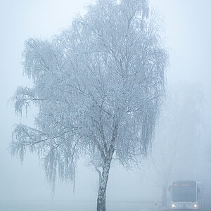 Baum im Nebel