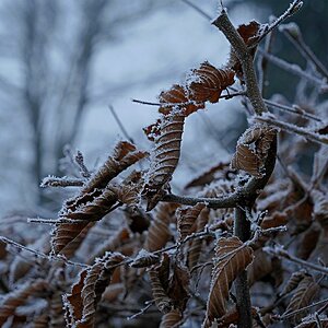 Hainbuchenhecke