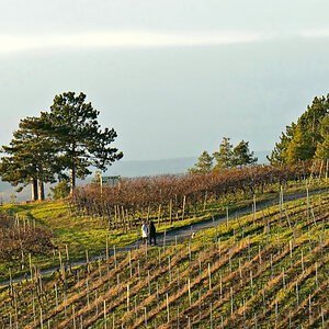 Begegnung in den Weinbergen