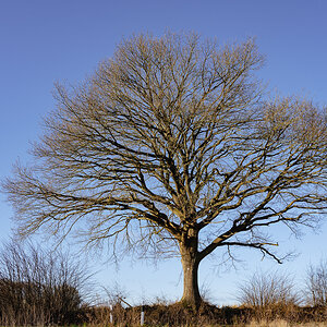 A bare tree in January