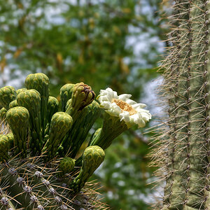 Kaktusblüte