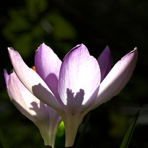 Erste Blüte der Elfen-Krokus dieses Jahr