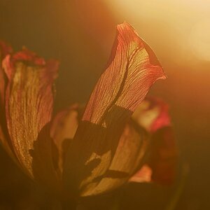 Tulpe im Streulicht