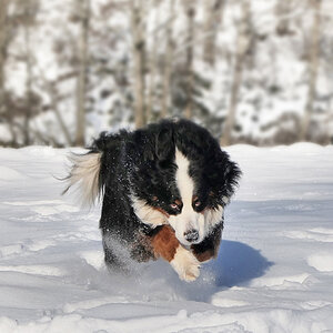 Toben im Schnee