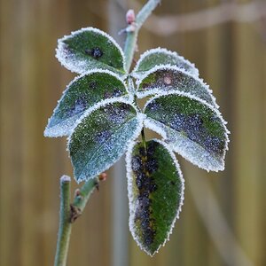 Rosenblätter