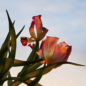 Verblühende Tulpen