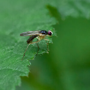 Cordilura albpipes