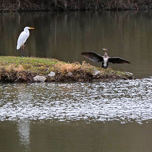 Silberreiher trifft Kormoran