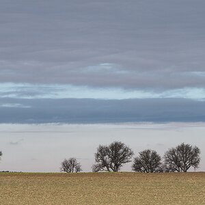 Bäume in der Ferne