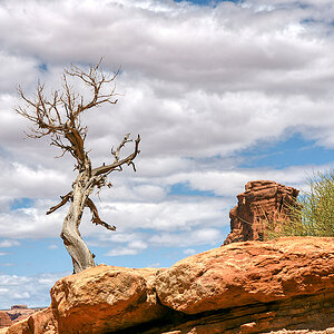 Solitary Tree