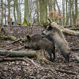 Wildschweinpolonaise