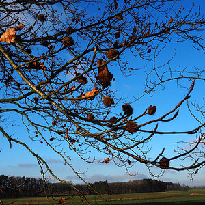 Dorfbuche Februar_02