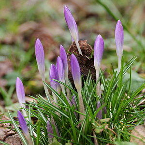 Erste Frühlingsboten.