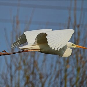 Silberreiher im Vorbeiflug