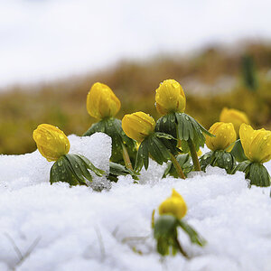 Frühling und Winter