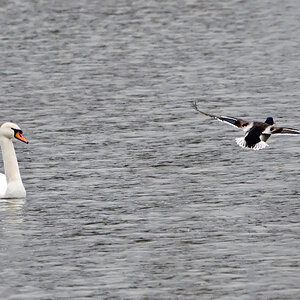 rechts vor links